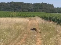 Un vigneron du Gard découvre un kangourou dans ses vignes