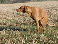 Un test ADN contre les propriétaires de chiens qui laissent traîner leurs crottes