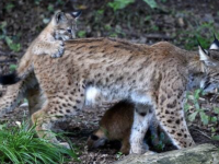 Deux jeunes lynx relâchés dans le massif du Jura