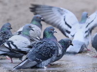 Insolite - Au Cannet dans les Alpes-Maritimes, le courrier n'est plus distribué dans un immeuble à cause des fientes de pigeons