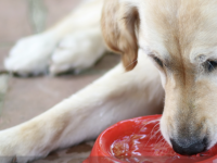 L'été, les chiens aussi souffrent de la chaleur ! 