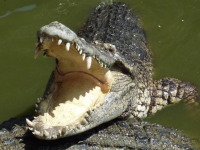 Un crocodile aperçu dans une rivière de Haute-Marne ?