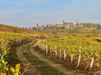 Nouvelle appellation viticole : « Vézelay » reconnu en AOP