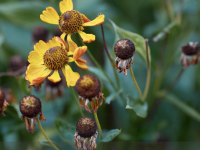 JARDIN - En fin de saison, la taille de propreté n'est pas une obligation