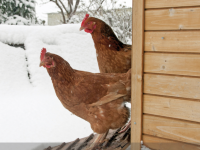 Pensez à protéger vos poules du froid ! 