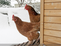 Pensez à protéger vos poules du froid !