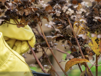 JARDIN - L'entretien hivernal des graminées ? A la cisaille ou au peigne ?