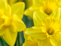 Peut-on cueillir les jonquilles de jardin sans menacer leur survie ?