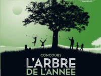 Participez au concours de l'arbre de l'année 2023 ! 