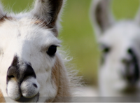Vous souhaitez adopter un lama ? Attention, il y a quelques choses à savoir avant de craquer !