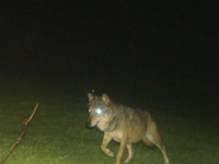 Un loup a été photographié sur la commune de Dompierre-les-Ormes le 16 avril.