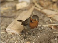 Du 15 avril au 30 juin c’est la saison des naissances en forêts domaniales.