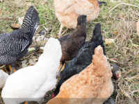 Je voudrais donner à mes poules la plupart de mes déchets de jardin. Est-ce possible ? Y a-t-il des végétaux à éviter ?