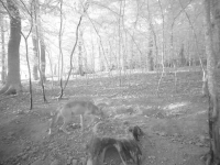 La présence d’un loup confirmée entre le Creusot et Chalon-sur-Saône