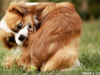 Mon chien peut-il être allergique aux pollens ? 