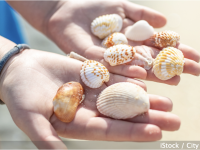 Coquillages et galets, attention la plage n'est pas un supermarché ! 