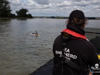 L’orque qui errait dans la Seine entre Rouen et Le Havre a été retrouvée morte