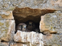 Jolis faucons au frais à Granges 