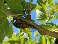 A Givry, le mûrier platane chante à tue-tête 