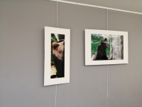 Les ours de Slovénie s'exposent à la Maison Médicale de Givry 