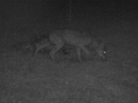 La Préfecture de Saône et Loire confirme un tir de loup vers Morey 