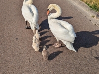 Les cygnes continuent leur pérégrination 