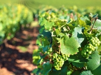 VENDANGES - Des dizaines de postes à pourvoir pour début septembre sur la Côte Chalonnaise 