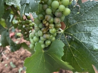 ORAGES - A Meursault, jusqu'à 25 % des vignobles impactés