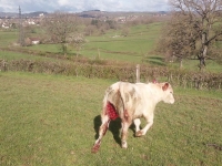 Un large secteur vers Ecuisses et Curgy frappé par des attaques de loup 