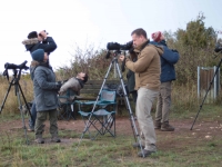 EuroBirdwatch, toute l’Europe avait les yeux tournés vers le ciel  