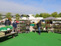 Vente de plants et de légumes par ESAT PEP 71 au marché de Saint Rémy