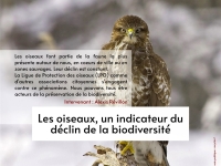 Mardi alternatif d'ACTE : «Les oiseaux, un indicateur du déclin de la biodiversité»