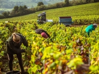 40 000 travailleurs saisonniers attendus : les vendanges 2025 recrutent massivement en Bourgogne