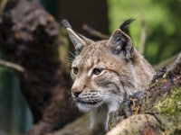 Quatre Lynx remis en liberté dans le massif du Jura : retour à la nature pour trois mâles et une femelle sauvés à l’hiver 2025