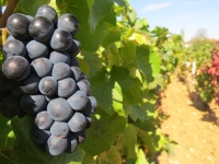 Les Volnay Premier Cru renoncent aux herbicides