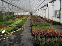 Vos plants de maraichage ou d’horticulture vous attendent à l’Atelier des PEP 71 du site de Châtenoy le Royal.