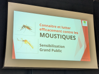 Eviter la prolifération des moustiques c’est l’affaire de tous
