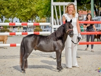 «  Lucky Star « , cheval miniature américain et son Suprême titre de Champion de France catégorie Allure