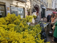 Les premiers bouquets de Mimosa sur vos marchés sont arrivés !  