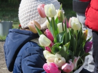 Venez participer à la 25ème édition de l’opération ‘Tulipes contre le Cancer’ : ouverture à la cueillette pour le public dés ce 1er avril !