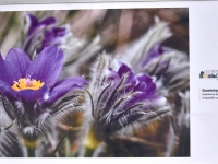 L’exposition « La Nature s’éveille » propose une jolie balade photographique dans le parc Georges Nouelle 