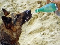 Canicule : Comment protéger mon chien ?