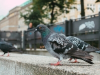 Inflation, salaires, austérité : «On est pas des pigeons»
