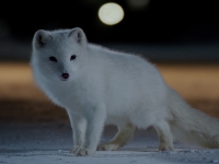 Ciné Relax : «Kina et Yuk, renards de la banquise» le samedi 13 janvier au Mégarama Chalon