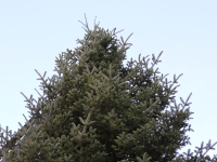 Un beau et grand sapin de 10 mètres trône désormais devant l'Hôtel-de-Ville