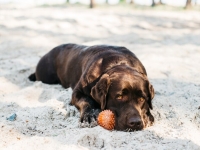 Attention, nos chiens craignent la chaleur… elle peut lui être fatale !