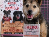 Journée mondiale contre l’abandon des animaux : la SPA du Chalonnais décrypte les causes de ce fléau