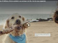 « Ils partent avec nous ! » Les conseils de la clinique vétérinaire Vétélios pour partir sereinement en vacances avec son animal