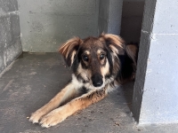 SOS : ce chien cherche ses maîtres, le reconnaissez-vous ?