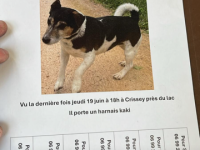SOS chien perdu !